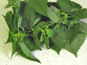 anise hysop